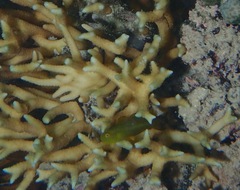 Paragobiodon xanthosoma
