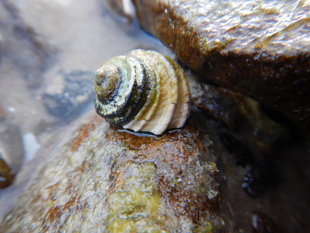 Southern ribbed top snail from Alonnah, Tasmania, Australia on October ...