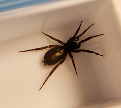 Drassyllus insularis