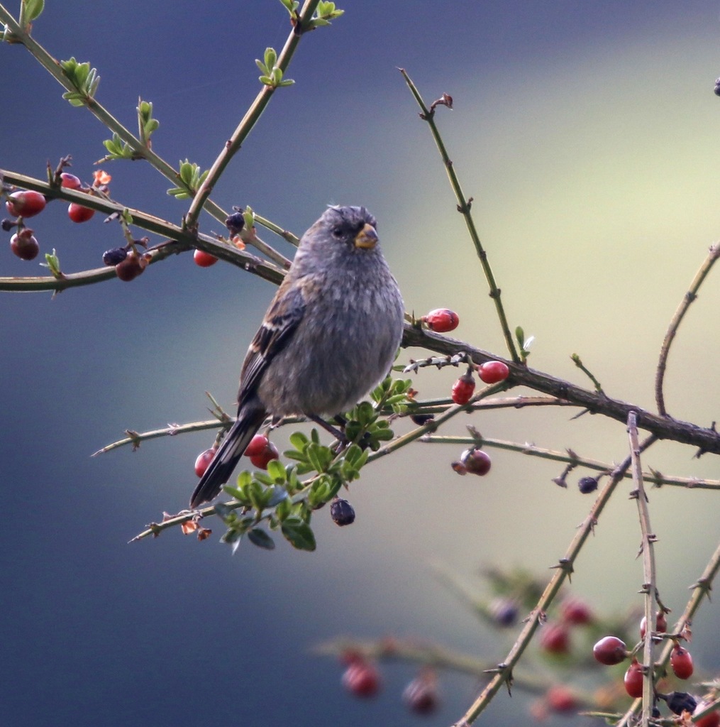 Band-Tailed Seedeater