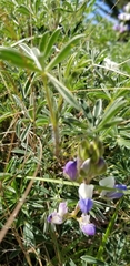 Lupinus variicolor