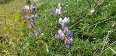 Lupinus variicolor