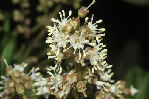 Miconia cladonia