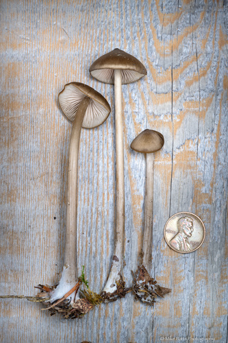 Entoloma hirtipes