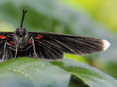 Melanis acroleuca acroleuca