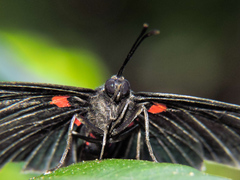 Melanis acroleuca acroleuca