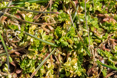 Limnanthes macounii