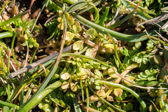 Limnanthes macounii