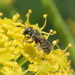 Halictus smaragdulus - Photo (c) nvicens, some rights reserved (CC BY-NC), uploaded by nvicens