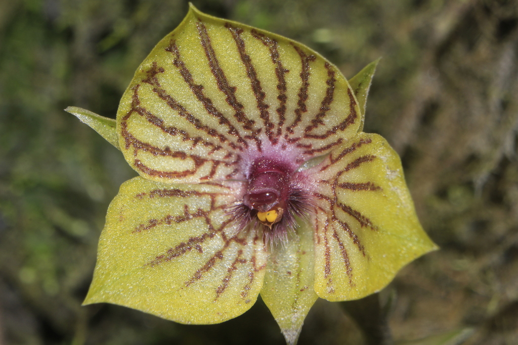Telipogon antioquianus