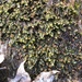 Scapania nemorosa - Photo (c) Allen C. Risk,  זכויות יוצרים חלקיות (CC BY-NC), הועלה על ידי Allen C. Risk
