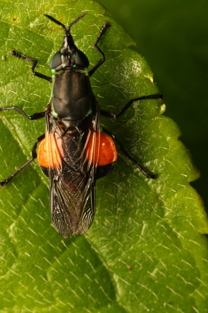 Rhingiopsis