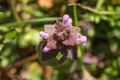 Lamium purpureum purpureum