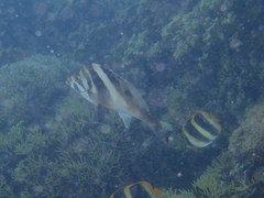 Chaetodon tricinctus
