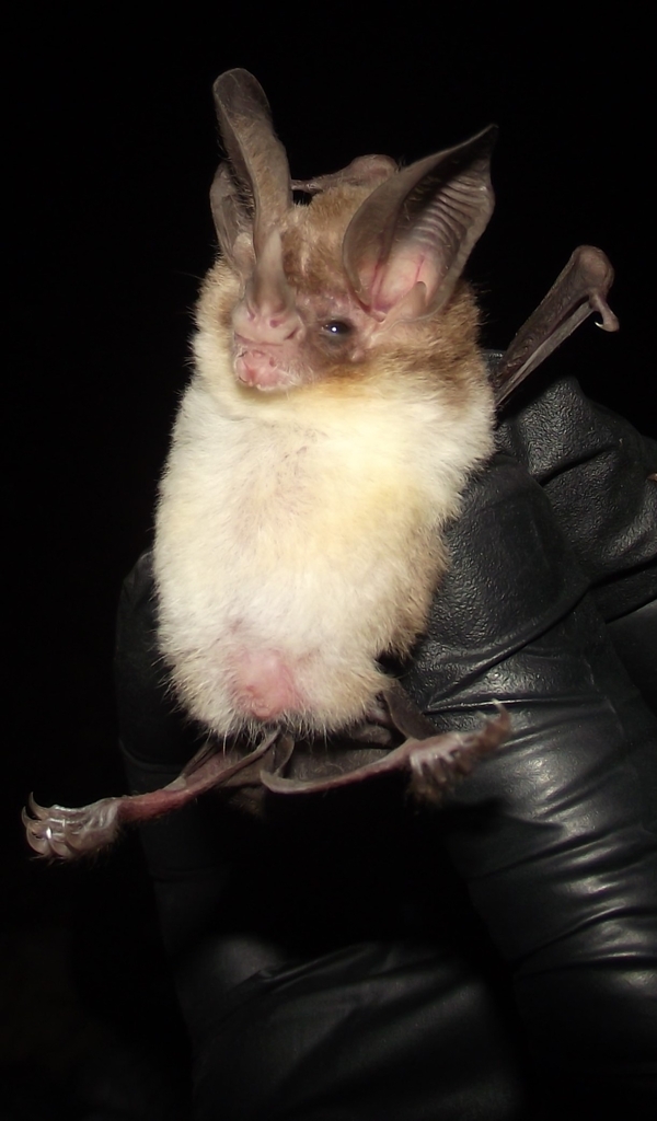 Sanborn's Big-eared Bat
