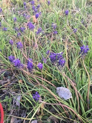 Muscari neglectum
