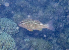 Parupeneus ciliatus
