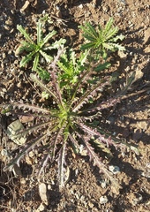 Streptanthus glandulosus glandulosus