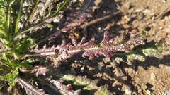 Streptanthus glandulosus glandulosus