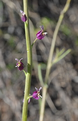 Streptanthus glandulosus glandulosus