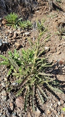 Streptanthus glandulosus glandulosus