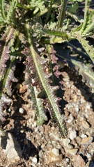 Streptanthus glandulosus glandulosus