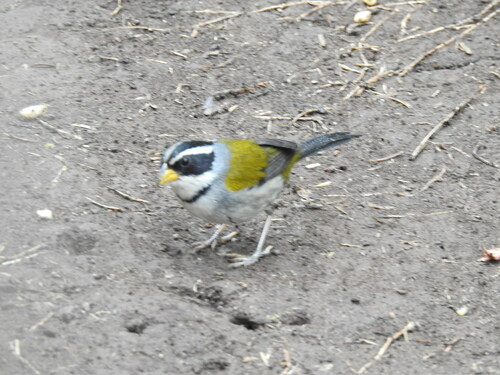 Moss-backed Sparrow (Arremon dorbignii), photo 6