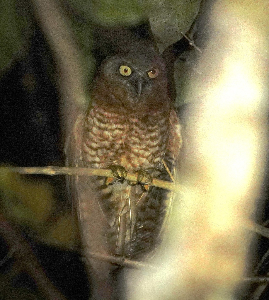 Tanimbar Boobook (Ninox forbesi) photo