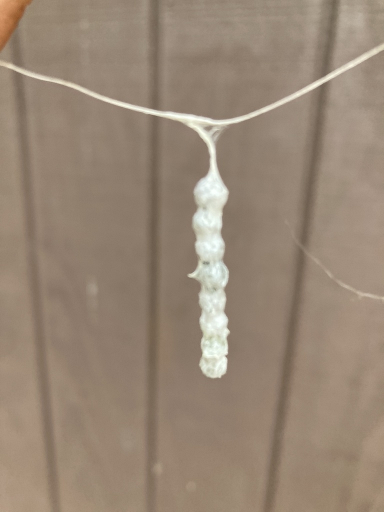 Basilica Orbweaver from Bowden Rd, Chapel Hill, NC, US on October 31