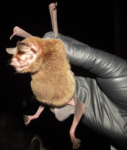 Wagner's Common Mustached Bat