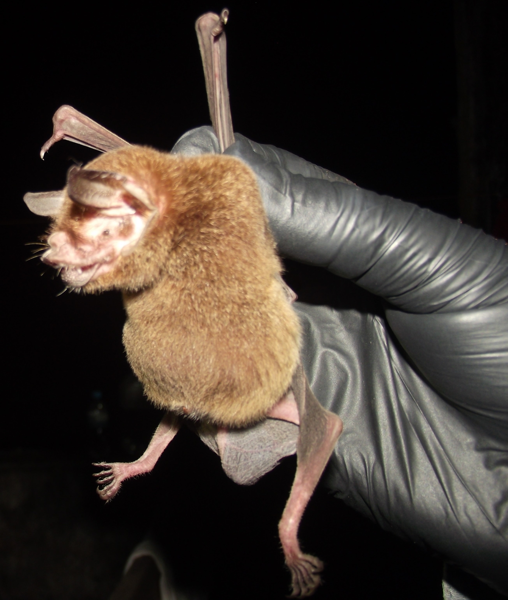 Wagner's Common Mustached Bat photo 4