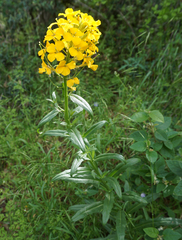 Erysimum asperum