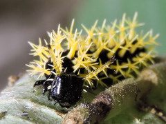 Colobura dirce dirce