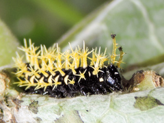 Colobura dirce dirce