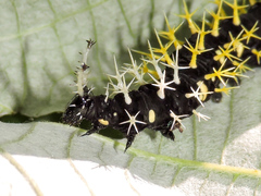 Colobura dirce dirce