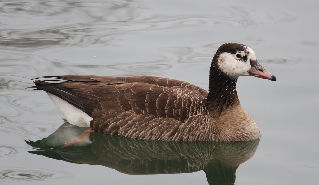 Greylag × Canada Goose (Waterfowl of Ontario ) · iNaturalist