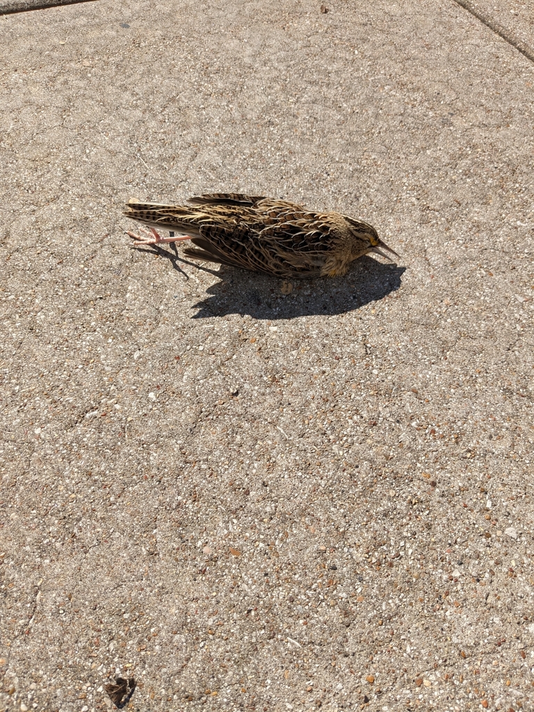 Western Meadowlark from John T White N & John T White, Fort Worth, TX ...