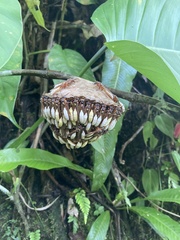 Apoica pallens image