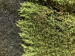 Claopodium rostratum