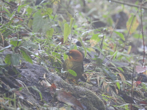 Fulvous-headed Brushfinch (Atlapetes fulviceps), photo 9