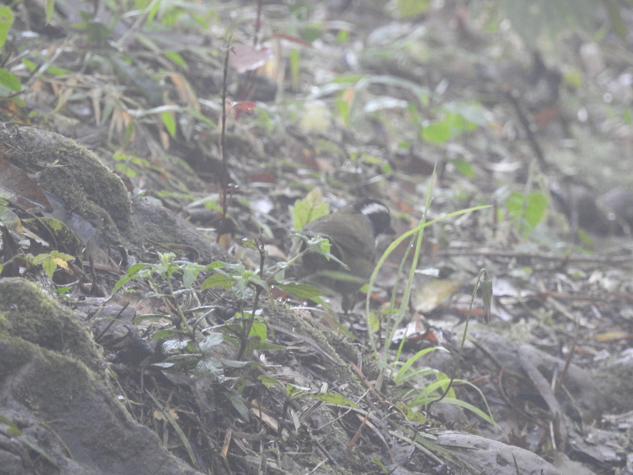 White-browed Brushfinch (Arremon torquatus), photo 8