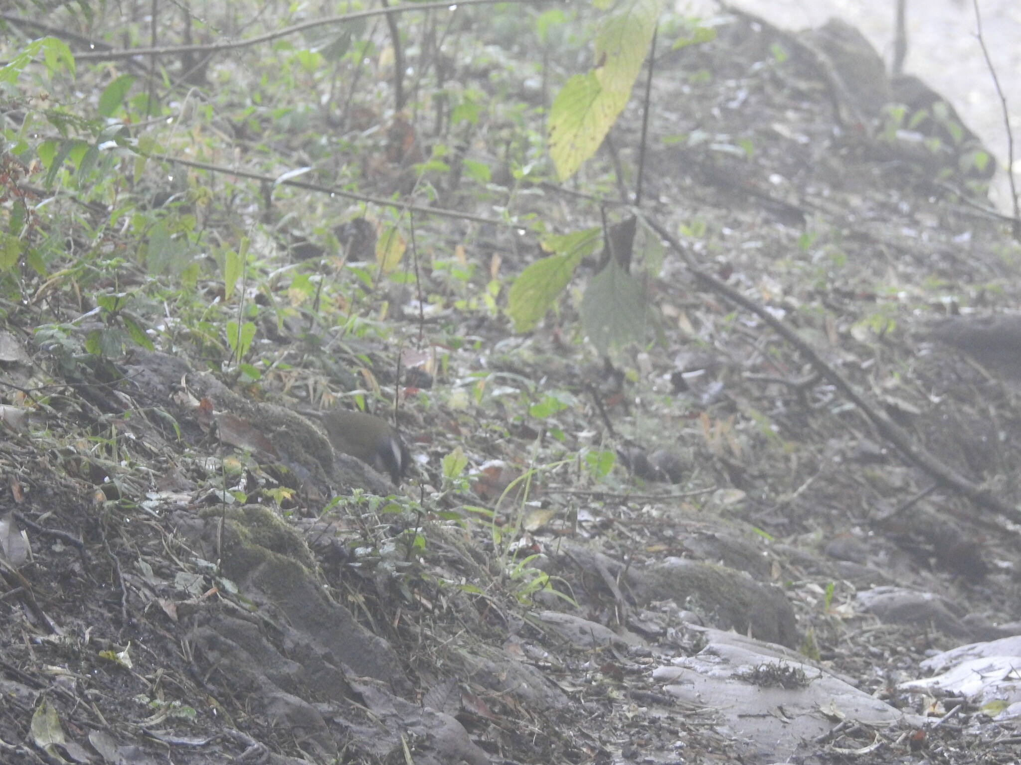 White-browed Brushfinch (Arremon torquatus), photo 9