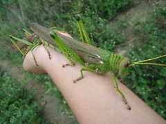 Tropidacris collaris