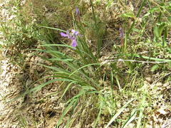 Iris hartwegii australis