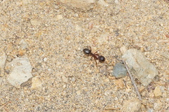 Camponotus dumetorum