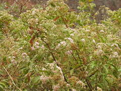 Tessaria fastigiata, photograph (c) Leonel Roget, some rights reserved (CC BY)