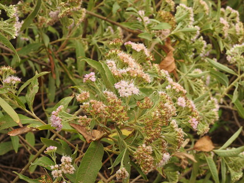 Tessaria fastigiata, photograph 5