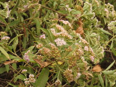 Tessaria fastigiata, photograph (c) Leonel Roget, some rights reserved (CC BY)
