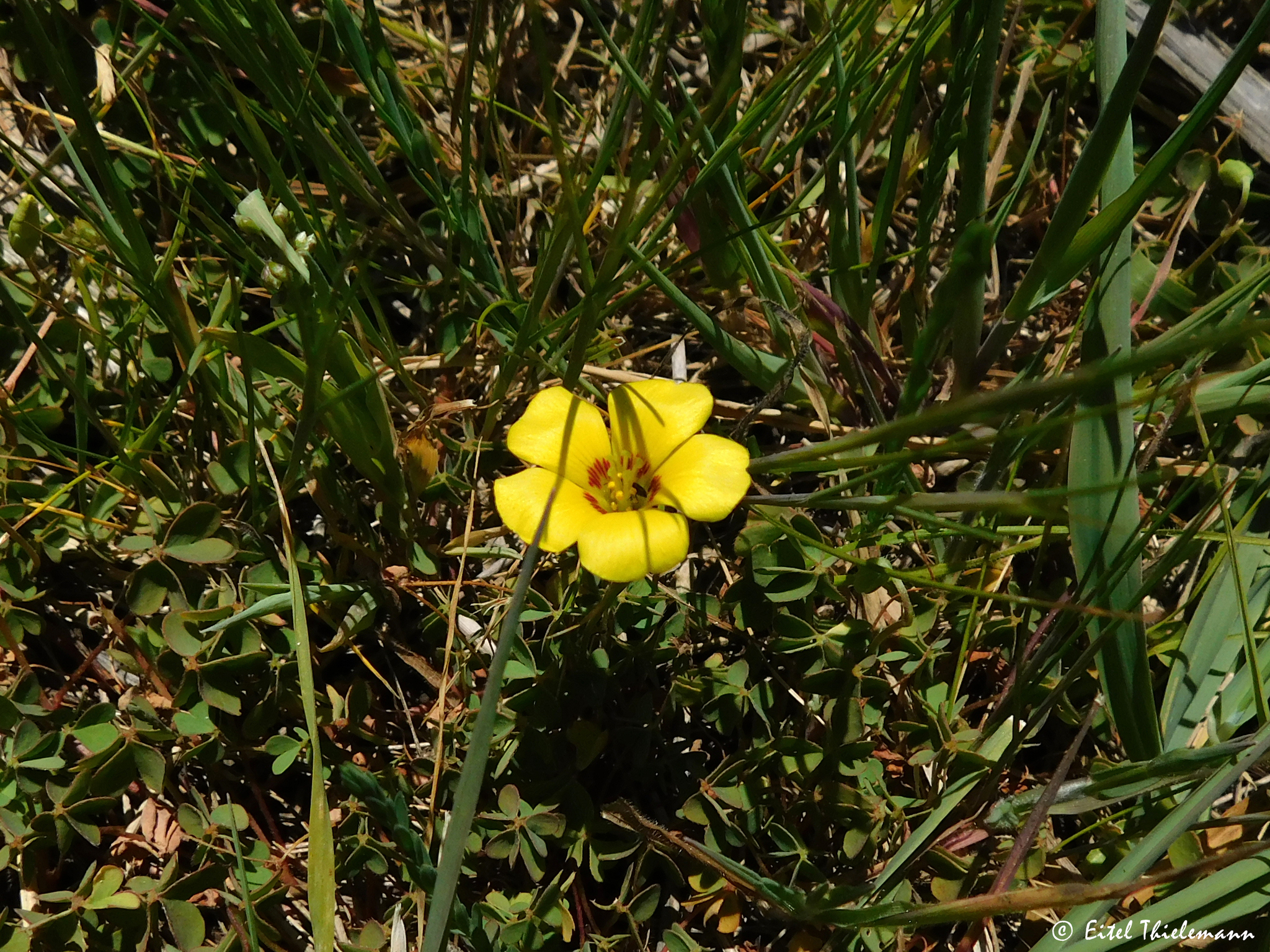 Oxalis aureoflava Steud.