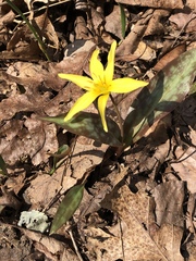 Erythronium rostratum